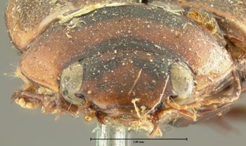 Media type: image;   Entomology 26415 Aspect: head frontal view